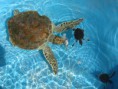 /album/galerie-photos/cayo-largo-11-jpg/
